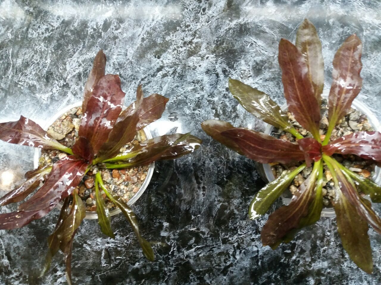 Растение Эхинодорус Оцелот красный