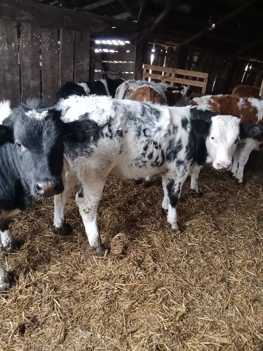 Vând viței 10 bucăți