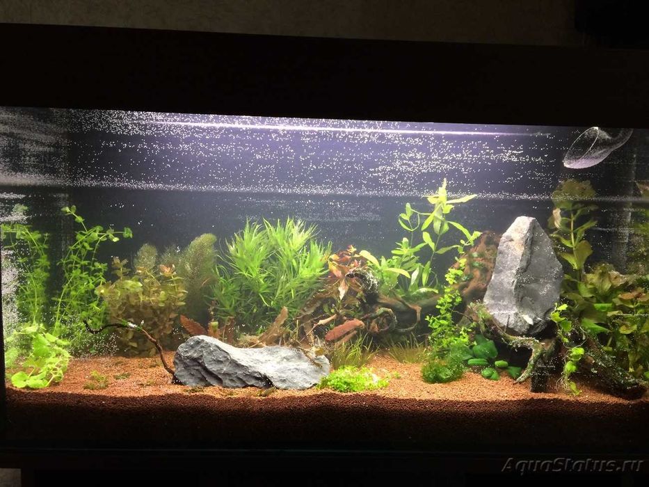 РЕМОНТ тропических, пресноводных аквариумов под заказ AQUA STORE