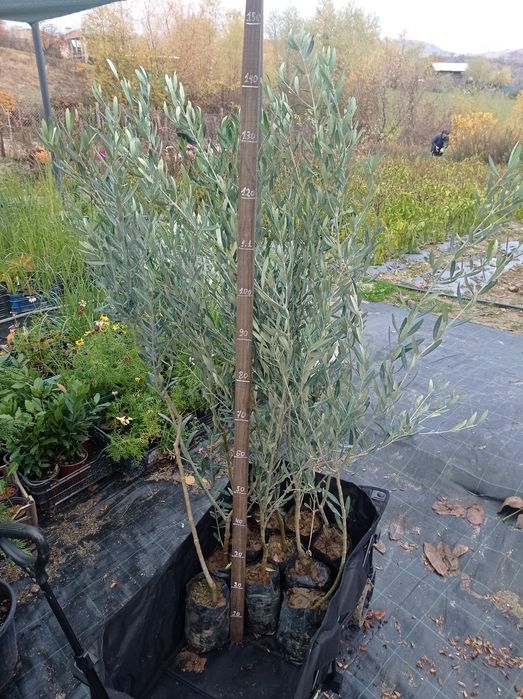 Маслини Студоустоичиви