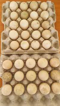 Ouă de rată mută  pentru incubat