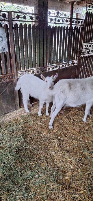 Capre carpatine de vanzare