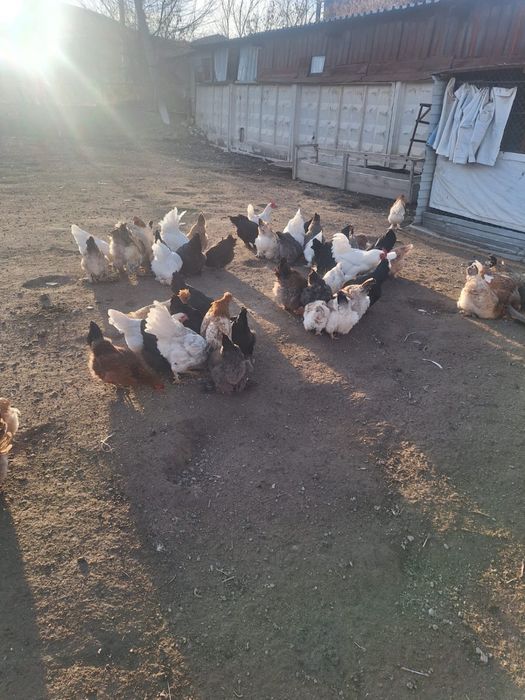 Куры несушки и петухи