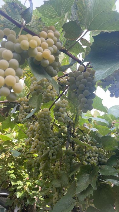 Vand struguri pentru vin