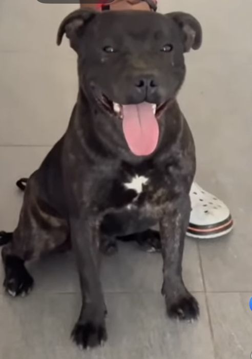Staffordshire bull terrier cu pedigree ACHR