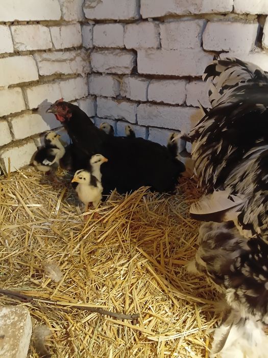 Брама жожалар ва она Товук ва жожалар сотилади кора Шахзола ва Брама М