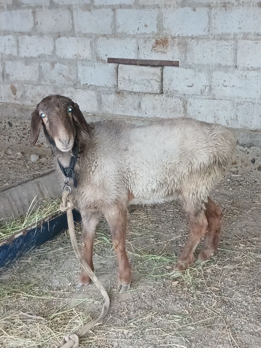 куй йошига тулган шохдор зот