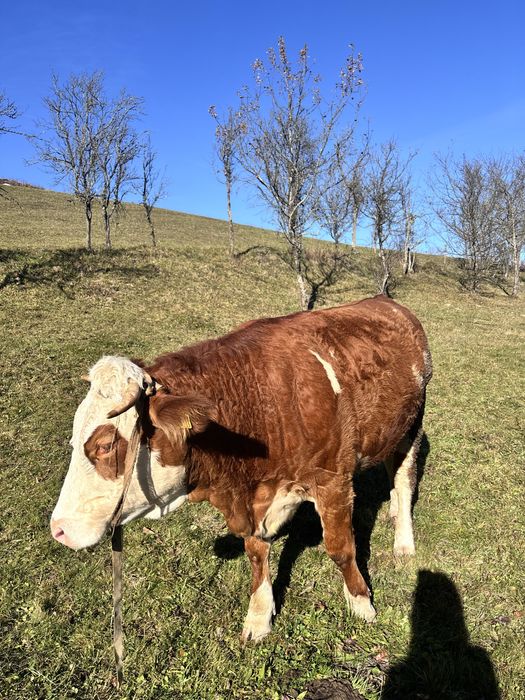 Vand juninca , gestanta