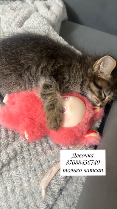 Кошка отдам даром