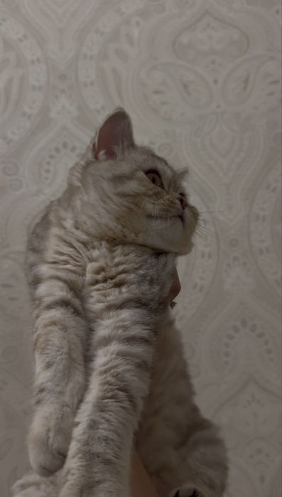 Шотландский котенок