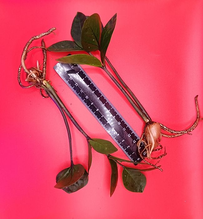 Замиокулькасы, от молодых до взрослых с несколькими клубнями.