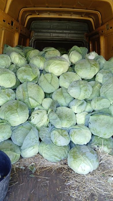 Vând varză cataleya!