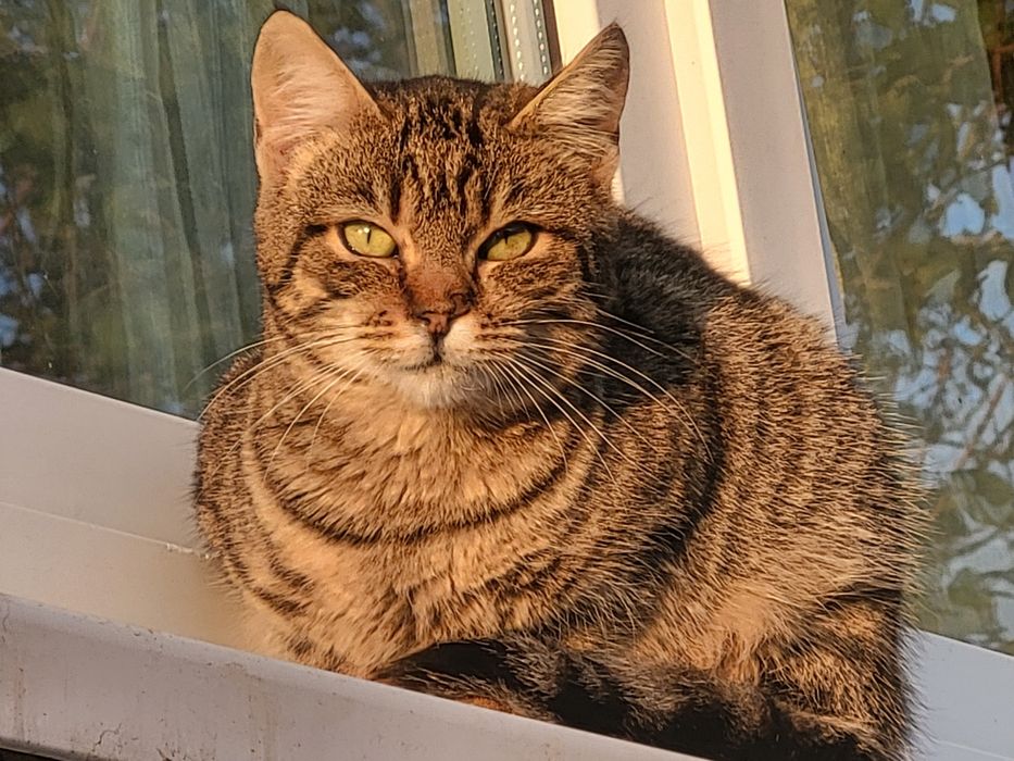 Donez puiuț de pisica