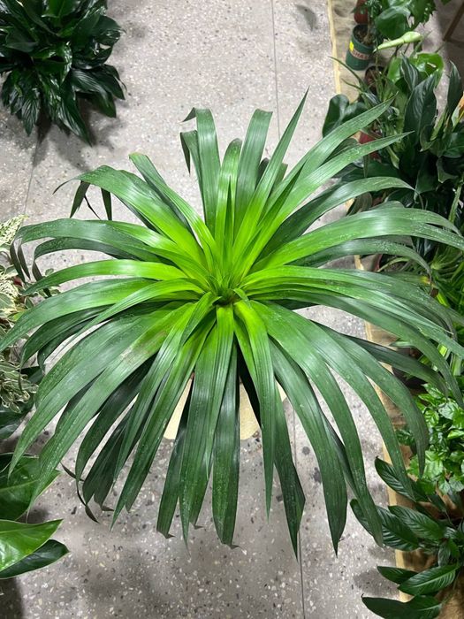 Drasena драцена офисный вариант