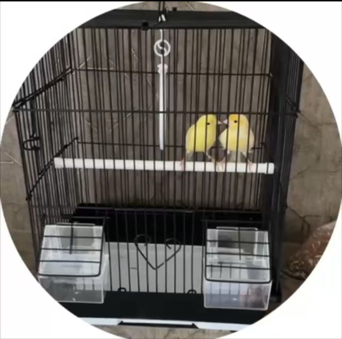 Канарейки. Муж и жена