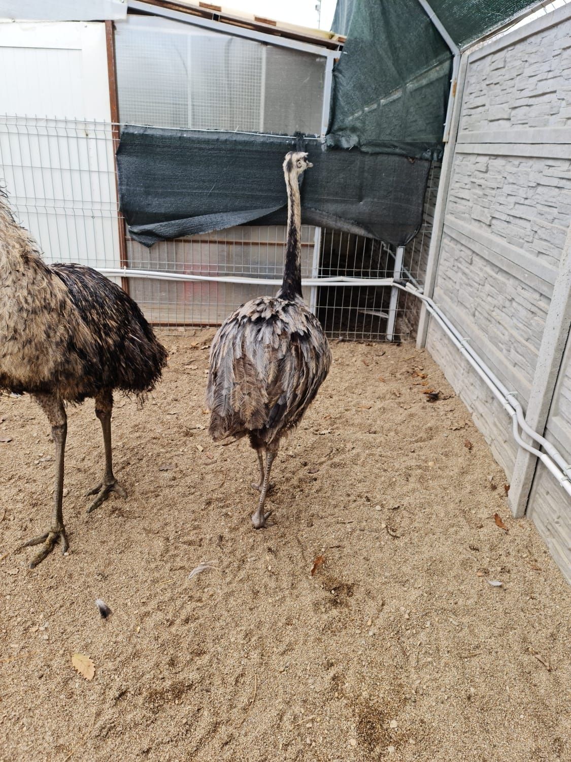 Emu maturi pereche s au separat