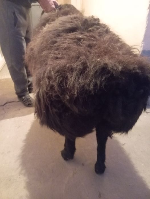 1 dona semiz solu qoy sotiladi