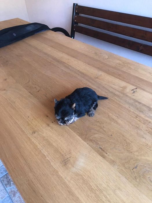 Yorkshire Terrier Toy de rasa pura cu vaccin și deparazitați și carnet