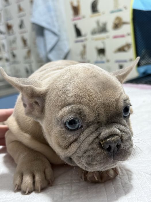 Fetita Bulldog Francez Fawn