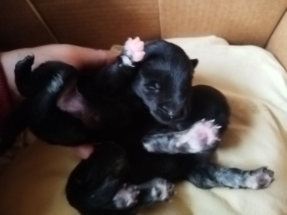 Donez 2 puiuti micuti, talie mica