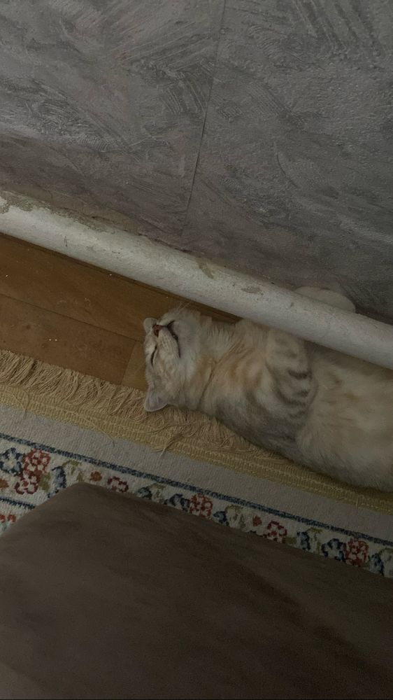 Мальчик кошка уақытша бағып беруге
