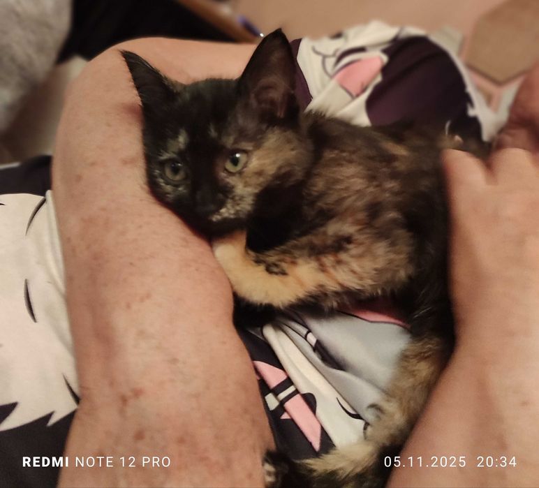 Очаровательная кошечка в дар