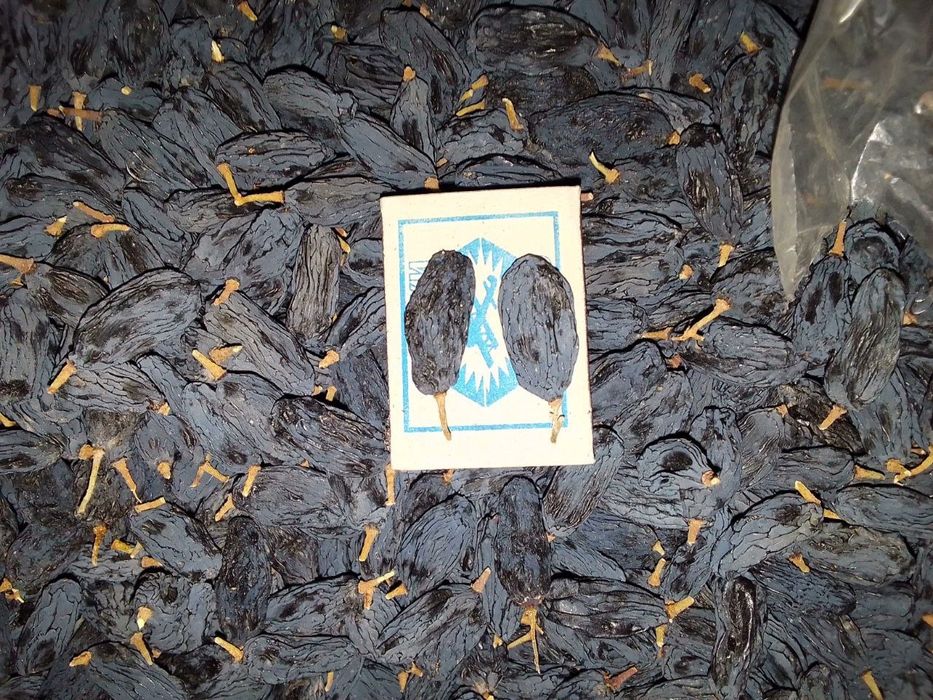 Uzum kóchatlar har hil so'rtlari