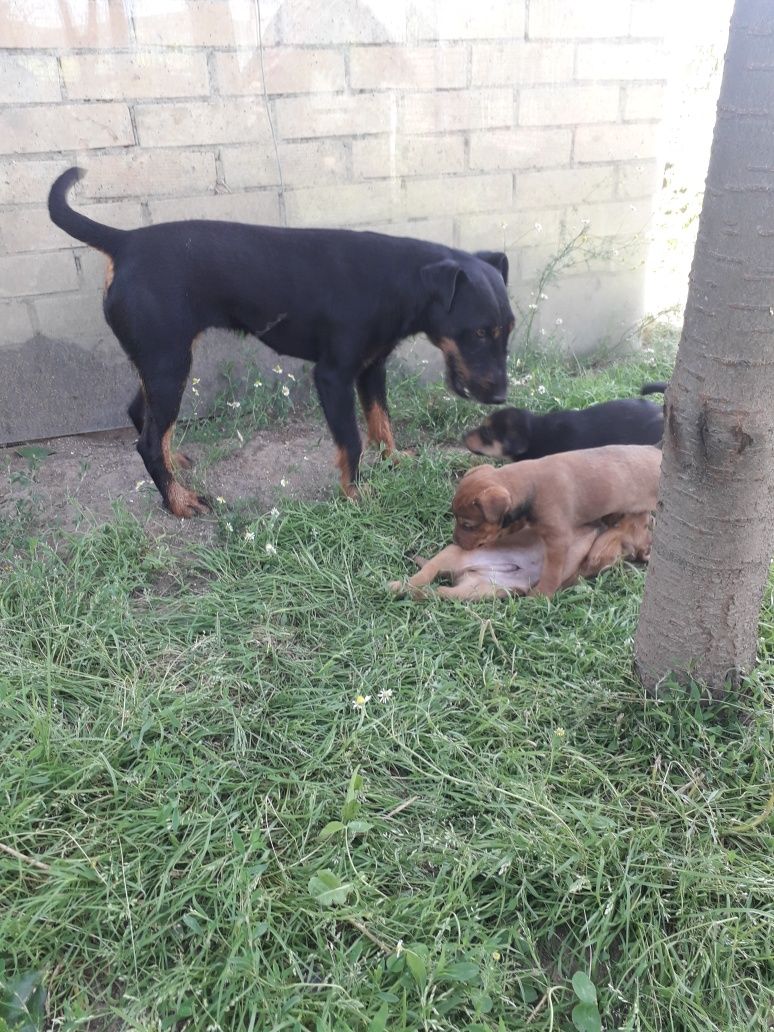 Disponibili patru căței