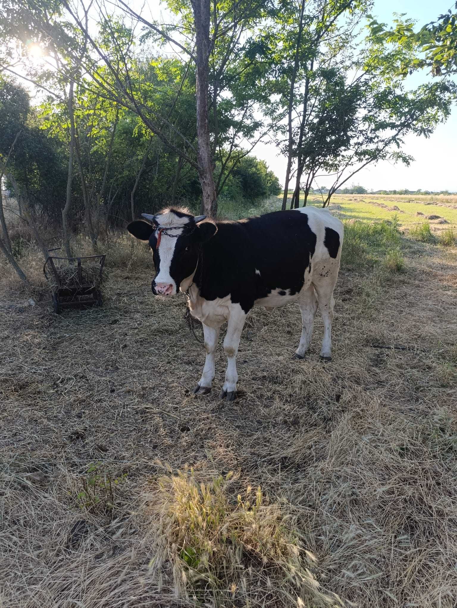 Vând vițică in vârstă de 1an, gestanta in 2 luni