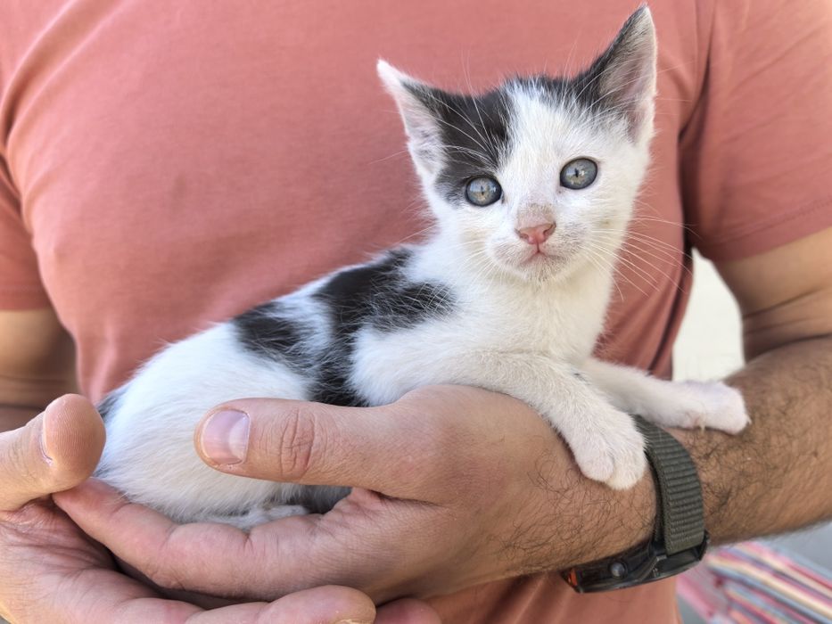 Donez 4 pui de pisică