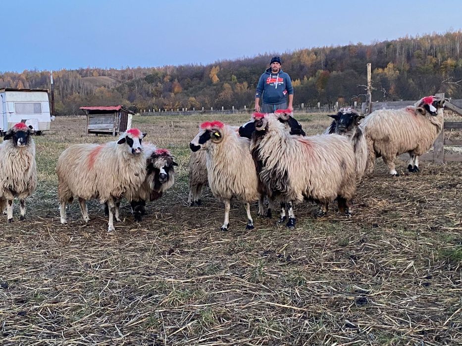 Disponibile 8 oi si un berbec