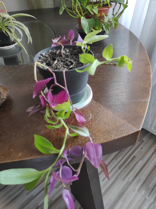 Vând diverse plante preturi încăpând de la 10 Ron cele mici