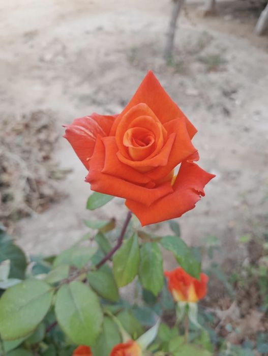 саламатсызба сатылады оте арзан багада келисип беремыз егуге розалар