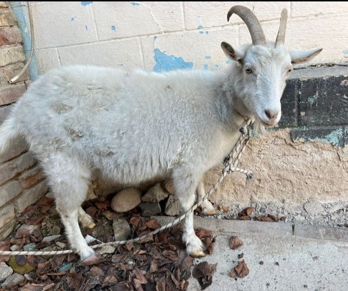 Сүтті ешкі казір буаз тез арада сатылады