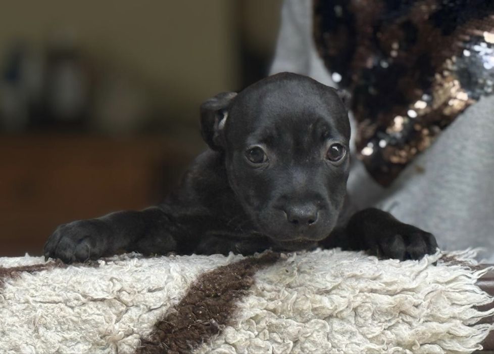 Staffordshire Bull Terrier femela