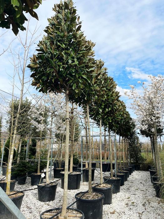 Magnolia grandiflora copac si tufa  ( vesnic verde cu flori albe )