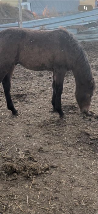 Продам двух жеребят