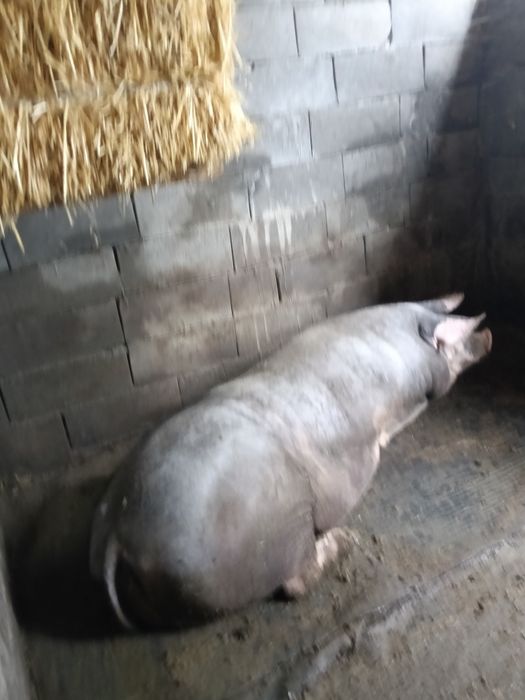 Grâu de vânzare.