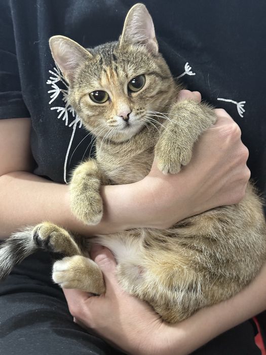 Котёнок девочка СТЕРИЛИЗОВАННАЯ в добрые руки