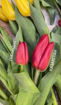 Тюльпаны тепличные к 8 МАРТА