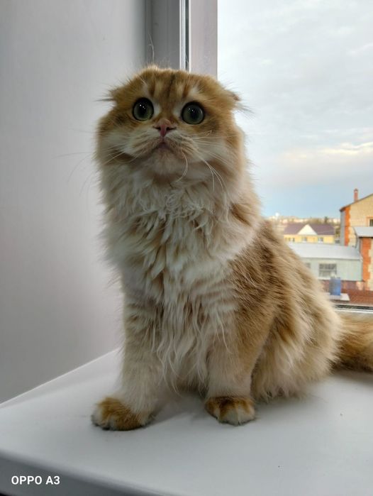 Шотландский котик