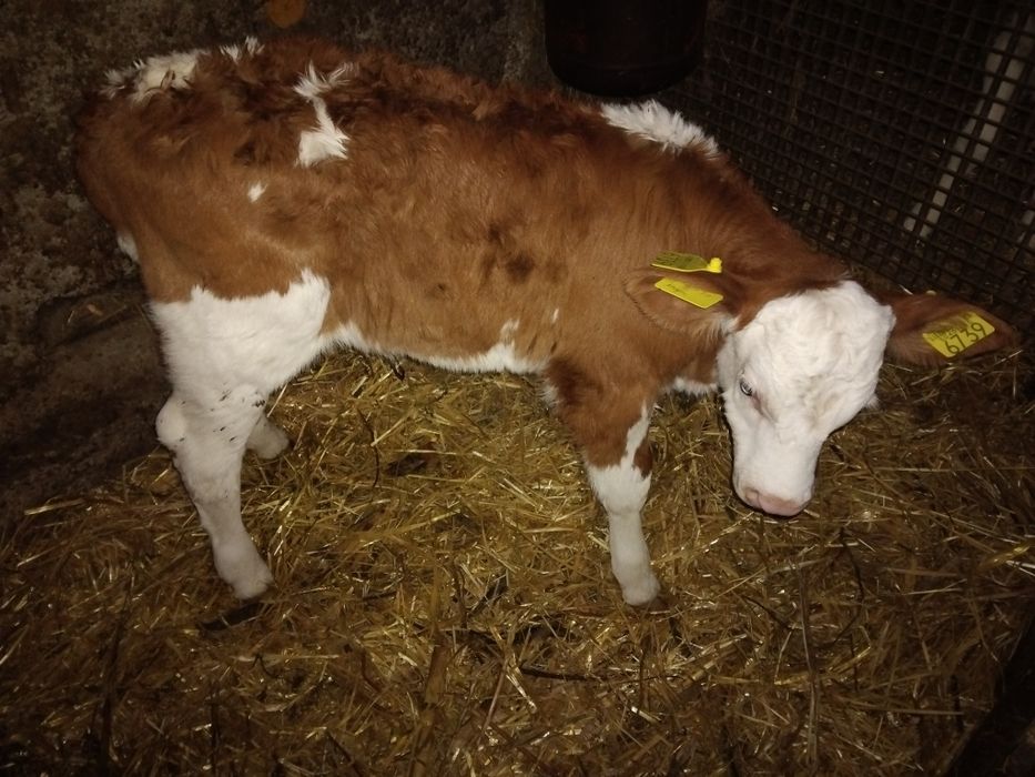 Vând doua  vitele foarte frumoase