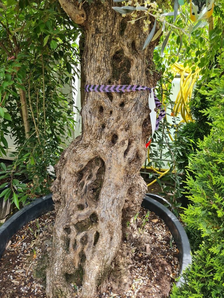 Palmieri trachycarpus fortunei rezistent la frig -18C