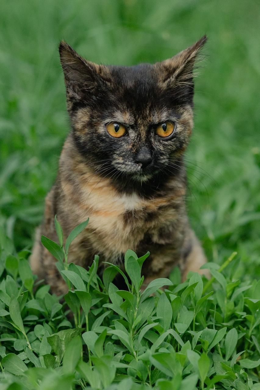 Кошечка ишет любящий дом