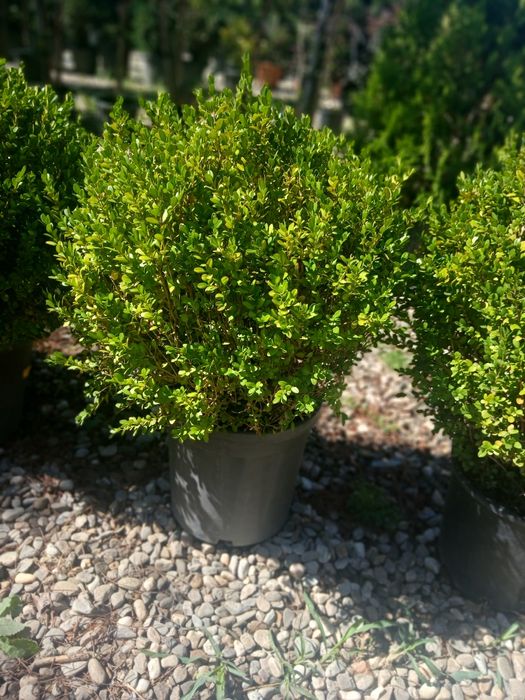 Plante oralamentale crescute la ghiveci