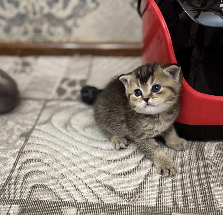 Продаются Котята