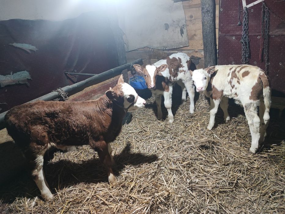 Vand 3 masculi baltata romaneasca