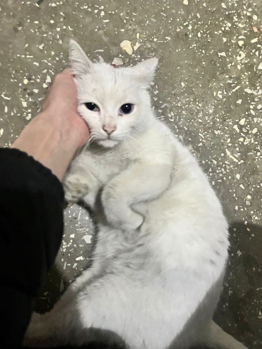 Кот Шымкент Мысык