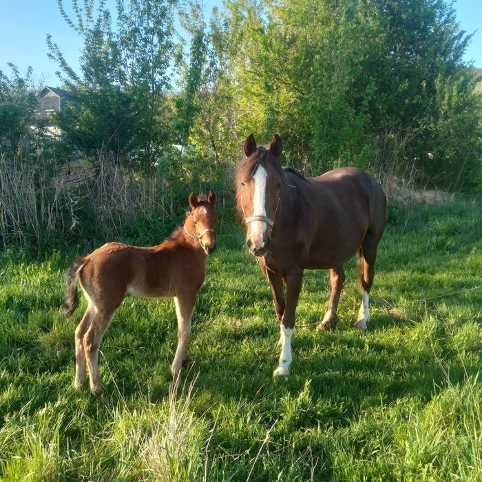 Vând iapă cu mânză