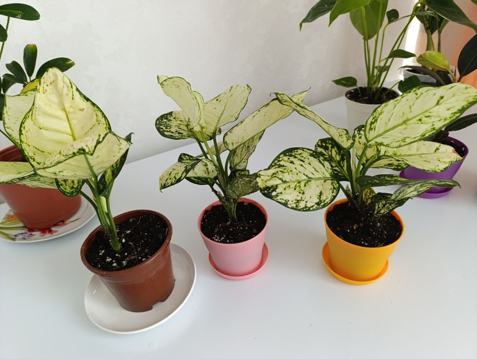 Аглонема белая -комнатные цветы